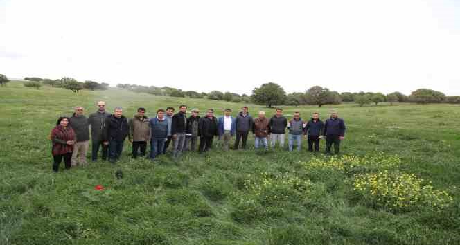 Gökçeada’da 4150 dekarlık mera otlatmaya açıldı