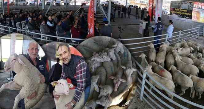 Damızlık koçlar sahiplerini buldu