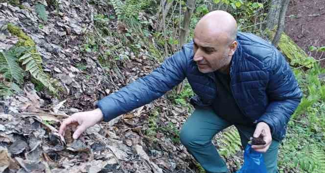 Kuzugöbeği mantarının fiyatı altınla yarışıyor