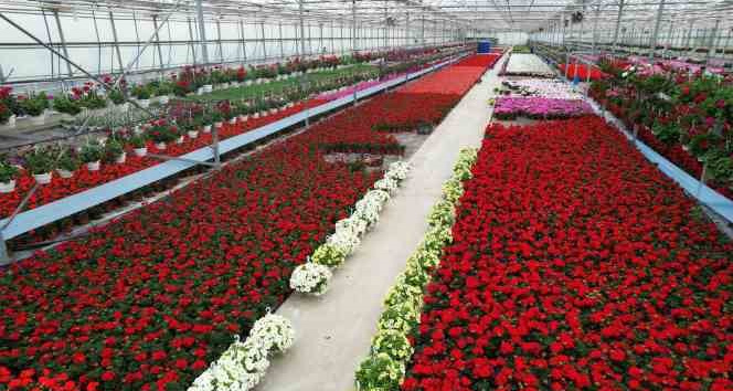 Süs bitkileri sektöründe Anneler Günü telaşı