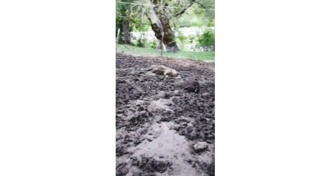 Artvin’de ağıla giren ayı 20 küçükbaş hayvanı telef etti, 45 hayvanı yaraladı