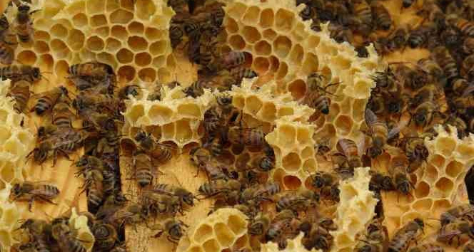 Akademik arılar, üretime başladı