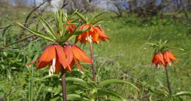Şırnak’ta ters laleler son demlerini yaşıyor