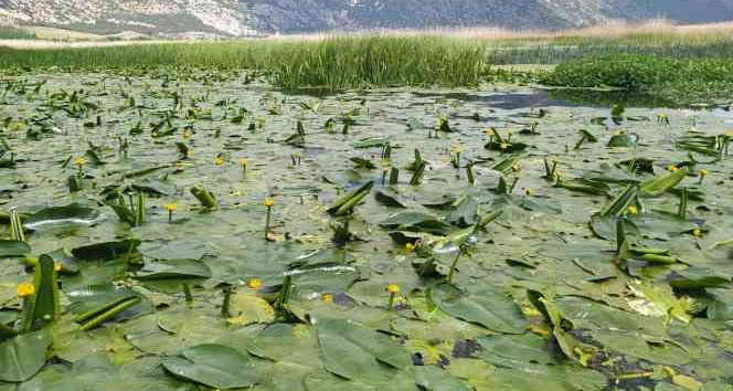 Işıklı Gölü’nde nilüfer şöleni başlıyor