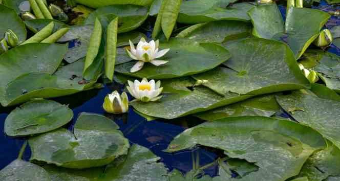 Koruma altındaki nilüferler görsel şölen sunuyor