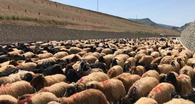 Göçerlerin zorlu yayla yolculuğu başladı