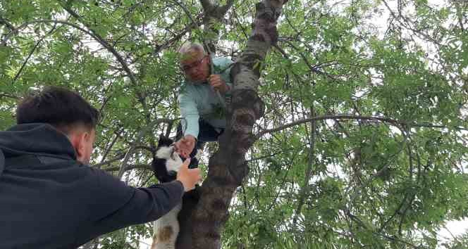 Yavru kediyi annesine kavuşturmak için hayatını hiçe sayarak ağaca tırmandı