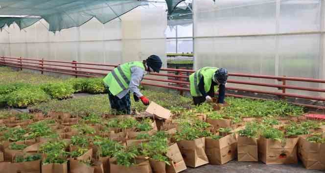 Gölbaşı Belediyesi’nden ata tohumu fidesi