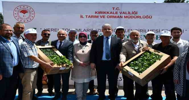 Kırıkkale’de çiftçilere 20 bin fide dağıtıldı