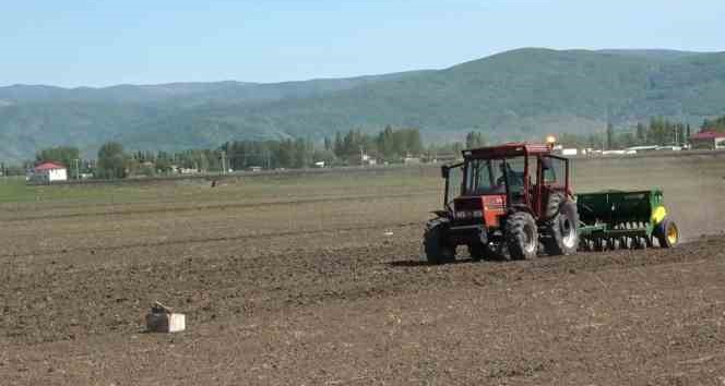 Muş’ta "karabuğday" tohumları toprakla buluştu