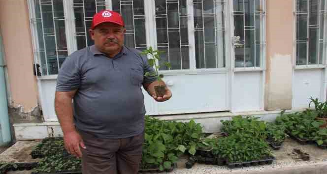 Yaz aylarının gelmesi ile fide satışları arttı