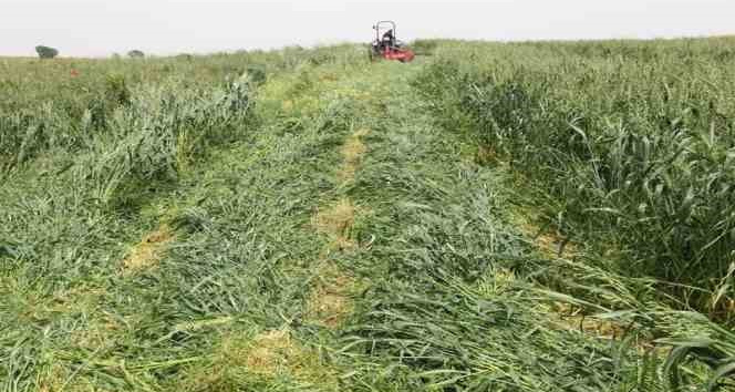 Dört dörtlük projede hasat başladı