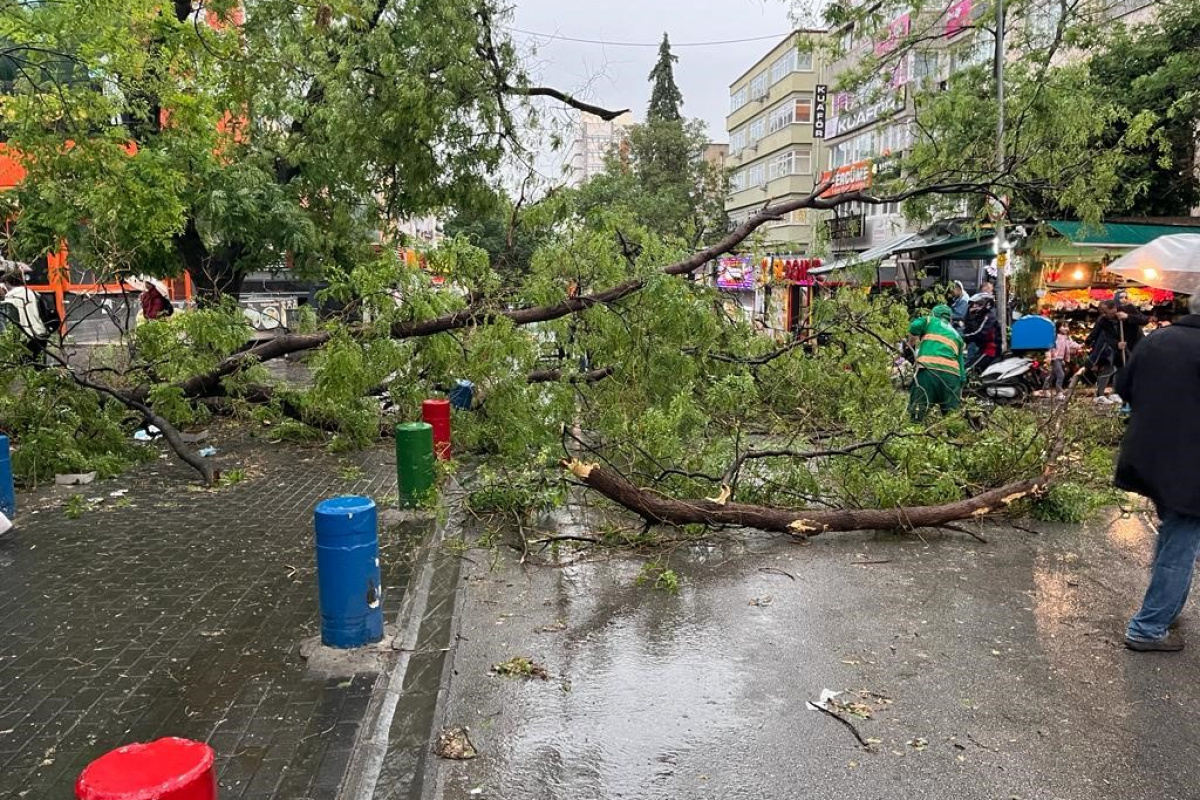 Başkentte fırtına ağaçları devirdi, yol kapandı