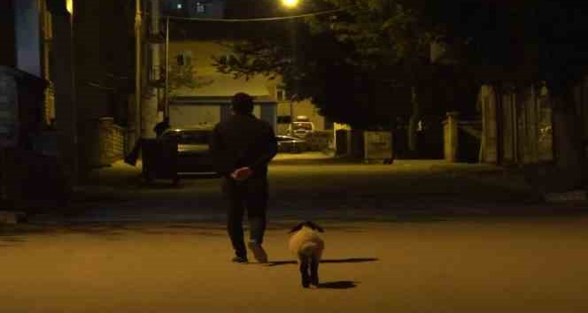 Muş’ta bebek gibi bakılan kuzu sahibinin peşinde çarşı pazar geziyor