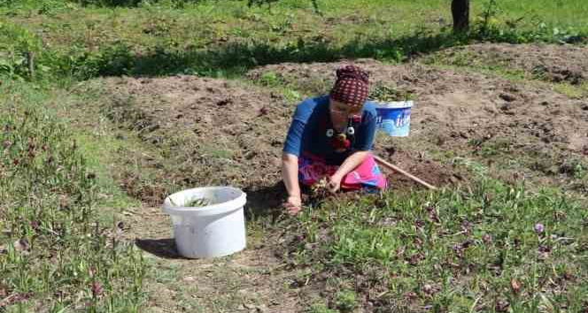 Fındık diyarı Ordu’da salep hasadı başladı