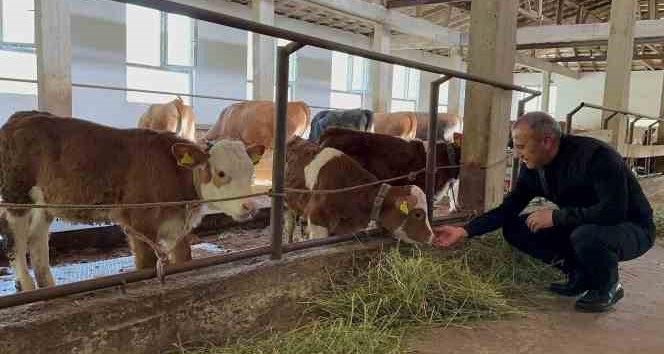 Ordu’da besiciler yeni ahır sistemini benimsedi