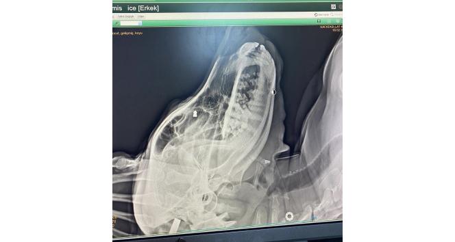 Silahla sokak köpeğini vuran şahıs gözaltına alındı