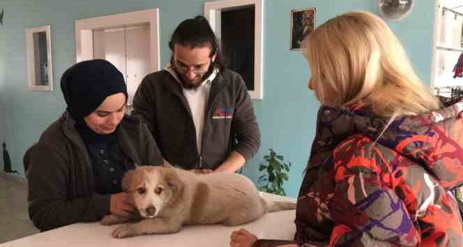 Otomobilin çarptığı köpeğin çığlıklarını duyan merhametli doktor yaralı köpeğin yardımına koştu