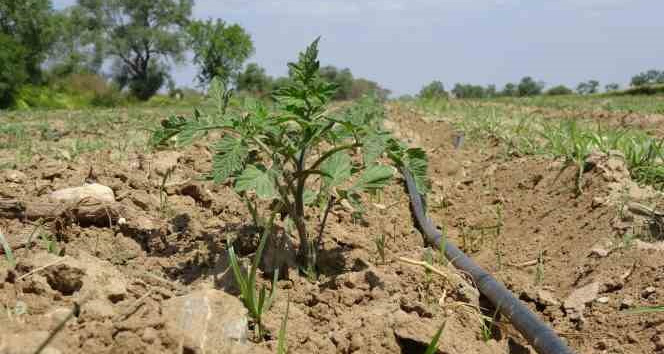 Meşhur Çanakkale domates fideleri toprakla buluştu