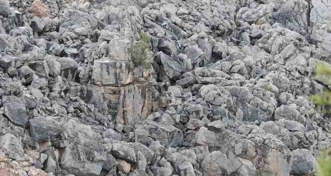 Zorlu yolları aştı anne ayı ve yavrularını inlerinde görüntülemeyi başardı