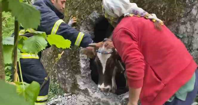 İtfaiyenin inek kurtarma operasyonu