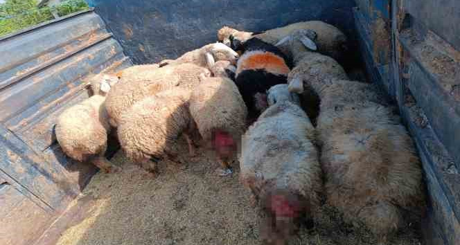 Sokak köpekleri hayvanlarını telef etti