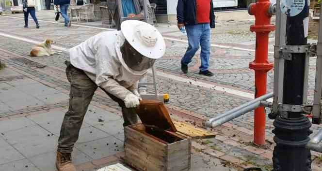 Edirne’nin en kalabalık caddesinde vatandaşları ısıran 20 bin arıyı 5 dakikada yakaladı