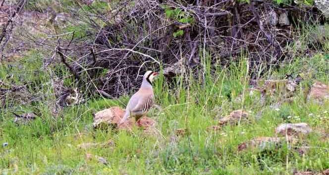 Olur’da keklikler objektiflere yakalandı