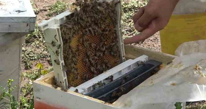 Devletten aldığı destekle yılda 5 bin kraliçe arı üretiyor: Tanesi 300 lira