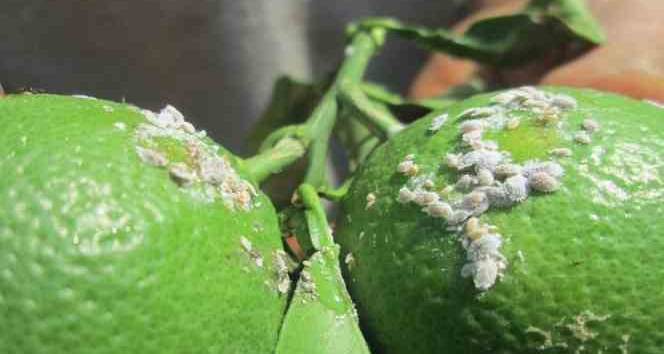 Aydın’da turunçgil unlu bit zararlısı ile mücadele başladı