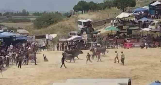 Söke’deki boğa güreşleri nefes kesti
