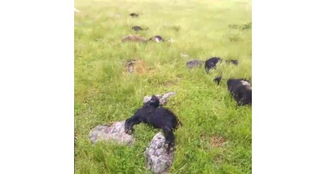 Bitlis’te yıldırım düştü: 20 koyun telef oldu