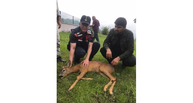 Ormanlık alanda yaralı bulunan karaca tedavi altına alındı