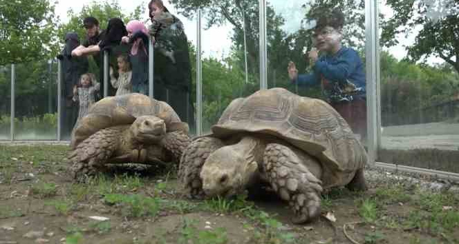 Zoopark’taki kaplumbağalara Dünya Kaplumbağa Günü’nde ziyafet