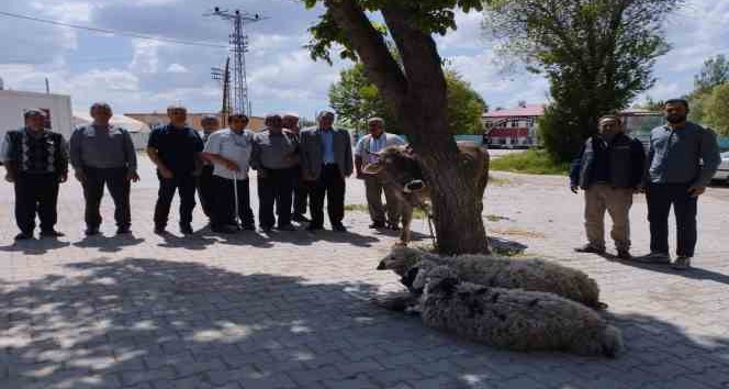 Afetlerin son bulması ve bereket için kurban kestiler