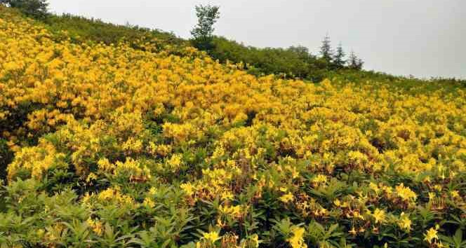 Orman gülleri yaylaları renklendirdi