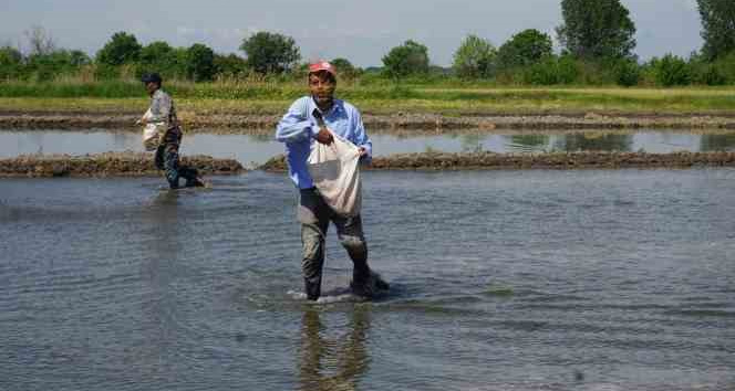 Türkiye’nin çeltik ambarında ’beyaz altın’ mesaisi başladı