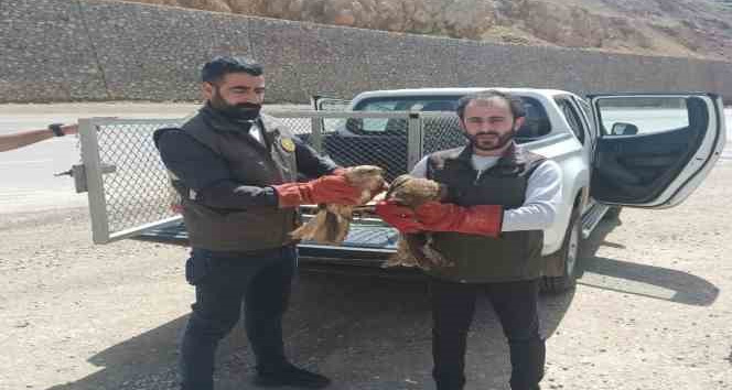 Bingöl’de yaralı bulunan akbaba ve Su Şahinleri tedavi altına alındı