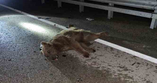 Otomobilin çarptığı ayı telef oldu