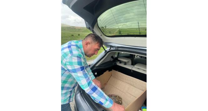 Bingöl’de polis tarafından yaralı bulunan kaplumbağa tedavi altına alındı