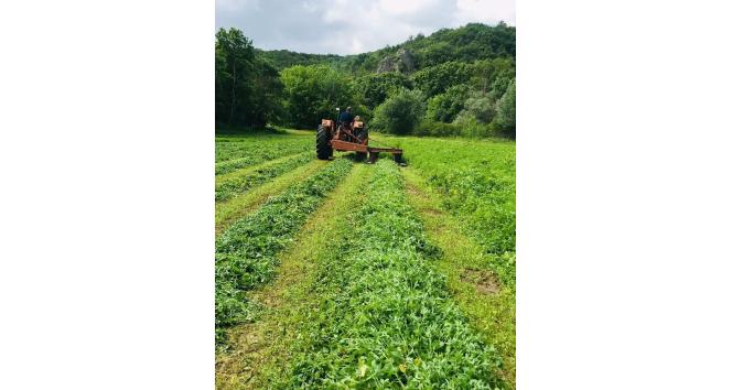 Edirne’de tarlada 228 bin kök kenevir ele geçirildi