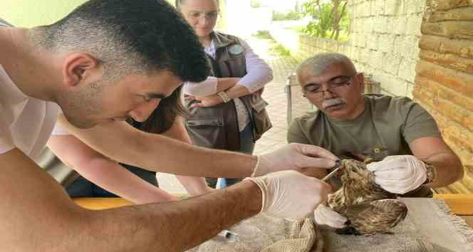 Yaralı bulunan şahin tedavi altına alındı