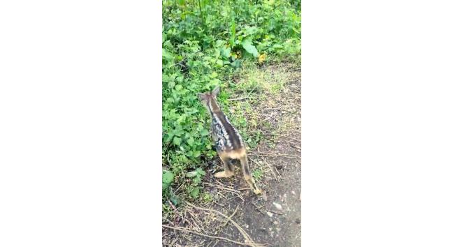 Çoban köpeklerinin bulduğu yavru karacayı, önce koruma altına aldı, sonra doğaya bıraktı