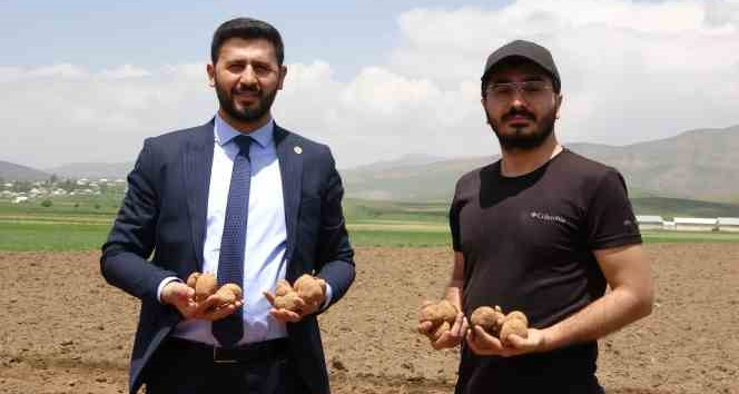 Irak’tan dönen genç iş adamı, Cilo Dağı eteklerinde 100 dönümlük alana patates ekimine başladı