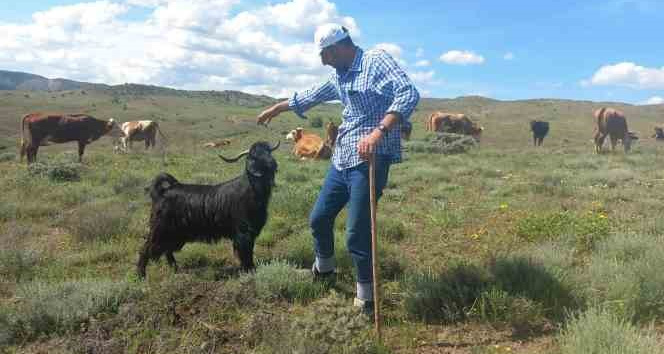 Sahibinin komutunu dinleyen keçi, sahibinden biran olsun ayrılmıyor