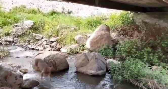 Artvin’de yerleşim yerlerine inen karacalar görüntülendi