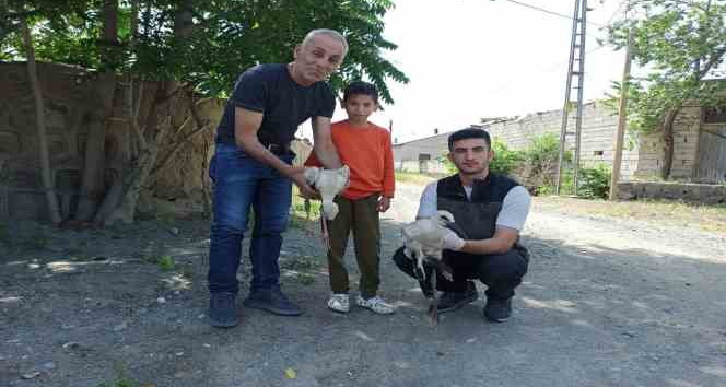 Yaralı bulunan yavru leylekler tedavi altına alındı