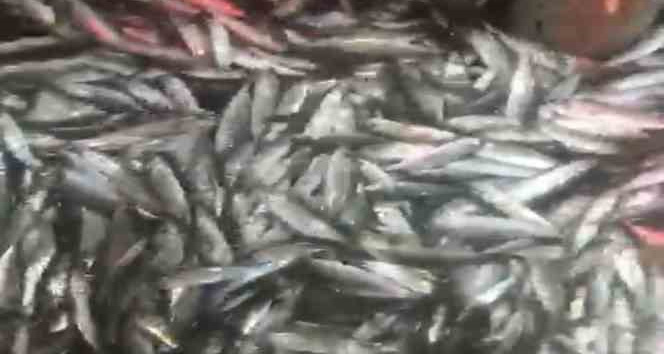 1,5 ton balık yakaladılar, yüzleri güldü