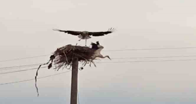 Çıldır’da leyleklerin yuva kavgası kameralara yansıdı