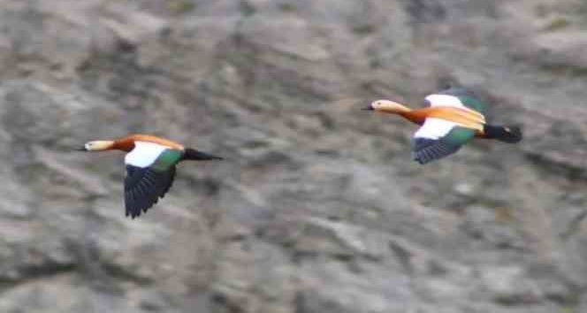Angut kuşu vatandaşlar tarafından görüntülendi